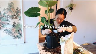 How To Propagate Alocasia Elephant Ear Plant My Plants Obsessions [upl. by Swetlana]