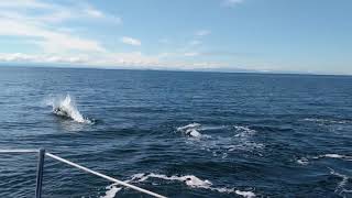 Dalls Porpoises Surround My Sailboat Near Vancouver [upl. by Anaitsirk194]