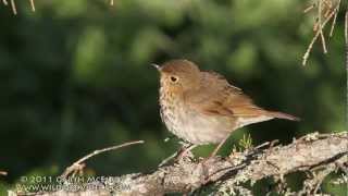 Swainsons Thrush in Maine [upl. by Hcahsem]