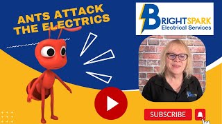 Ants can damage outdoor electrical systems causing outages and safety hazards [upl. by Sioux40]