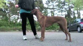 Stack training with Siwa the rhodesian ridgeback [upl. by Pinzler]