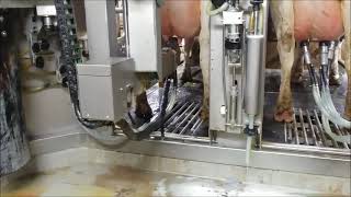 Stone House Dairy BouMatic MRD1 Milking Robot [upl. by Clovah]