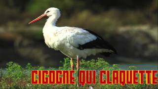 CIGOGNE qui CLAQUETTE le cri de la cigogne chant [upl. by Monk]