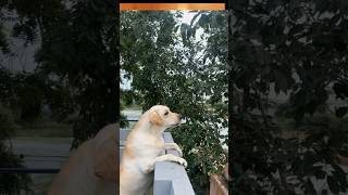 അവളെവിടെ❤❤pets puppy dog viral short shortvideo doglover pet trending [upl. by Chelsie]