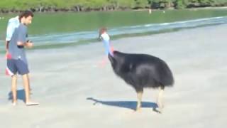 Cassowary at Cape Tribulation  Daintree PART 1 [upl. by Bala]