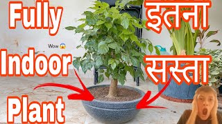 Fully Indoor Plant  इतना सस्ता 😱  BonsaiGardenNursery  Indoorplantsvideo [upl. by Zetroc]