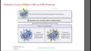 AHS 131 Ch 225  Formation amp Selection of T Lymphocytes in Primary Lymphoid Structures [upl. by Olegnaleahcim]