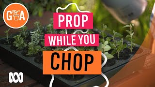 Propagate While You Prune  Gardening Hacks  Gardening Australia [upl. by Ekud]