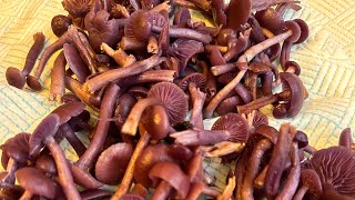 Picking Amethyst Deceiver Mushrooms 🍄‍🟫 [upl. by Euqinomad714]