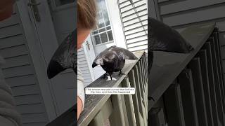 This woman rescued a crow that fell into the river and then this happened animalshorts [upl. by Lyrac726]