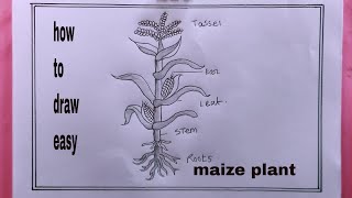 how to draw a maize plantmaize plant drawing [upl. by Nixon430]