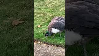 Two Peahens Pecking in the Grass nature birds [upl. by Schriever]