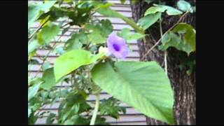 Hawaiian Baby Woodrose Flowering and Fruiting part two [upl. by Reppart]