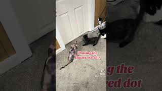 The red dot quest continues…fyp explorepage cat funnyanimals kitten sphynx playtime [upl. by Ballinger634]