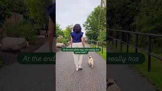 Constant 🤍dogs dogshorts pug dogmom cutedog trending viral viraldog puppy pets love pugs [upl. by Etnoval]