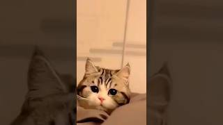 Billi ne dekhi billi ki mastilove shorts comedy funnyvideo billi cat catvideo cancan [upl. by Belayneh]