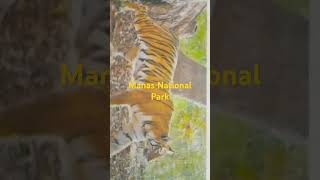 Tiger population triples in Manas National Park short [upl. by Lanod]