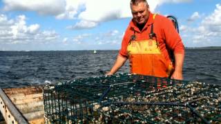 YE9 Kreeften vangen op de oosterschelde [upl. by Eiduj]