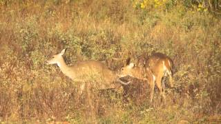 Texas Buck breeding doe in the wild [upl. by Yelyak161]