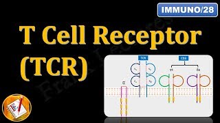 T Cell ReceptorTCR and CD3 FLImmuno28 [upl. by Susumu]