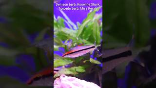 Denison barb Roseline Shark Torpedo Barb Miss Kerala barbfish [upl. by Gravante]