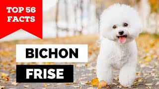 99 of Bichon Frisé Owners Dont Know This [upl. by Ahsimed]