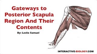 093 Gateways To The Posterior Scapular Regions and Their Contents [upl. by Leafar212]