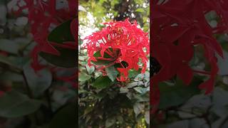 ভালোবাসার জিনিস🥰❤shortsvideo youtubeshorts viralvideo shorts flowers 🌸🌺🌻🌹🌷🌼💐 [upl. by Beal]