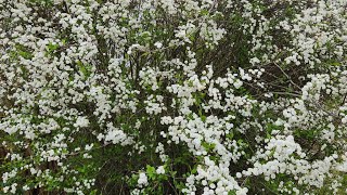 Beautiful in White Spirea Flower beautiful spirea spring2024 springflower springseason [upl. by Ire]