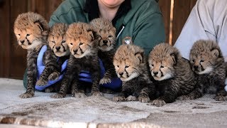 Septuplet Cheetah Cubs Born [upl. by Dynah556]