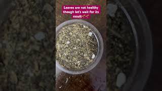 Zz plant leaf propagation in soil🌱🌱zzplantpropagationshortsyoutubeshorts [upl. by Obed]