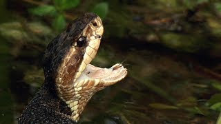 Water Moccasin 01 Venomous Snake of America [upl. by Frank391]