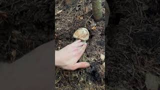 Porcini mushrooms Boletus Білі гриби pilze fungi boletus boletusedulis білігриби grzyby [upl. by Betsey]