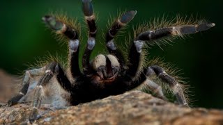 Nos Ataca la ARAÑA del MONO TARANTULA más grande de LATAM Cacata de República Dominicana [upl. by Hindu]