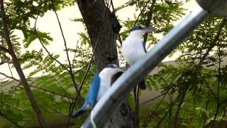 Collared Kingfisher  other calls [upl. by Ielerol]