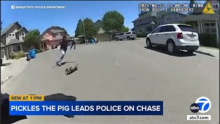 Police chase after Pickles the pig running through streets of NorCal town [upl. by Enyrhtac]