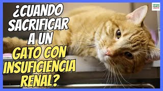 🔴 ¿CUÁNDO SACRIFICAR A UN GATO CON INSUFICIENCIA RENAL 🔴 [upl. by Namien]