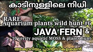 Aquariumplants Wild hunt Rare Veritys of moss and plants Aquascaping plants Javafern [upl. by Tareyn]