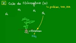 Ação das bactérias do gênero Rhizobium no ciclo do Nitrogênio  Ecologia  Biologia [upl. by Haleak]