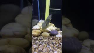 35inch Geophagus Balzanii Cichlids [upl. by Amandie572]