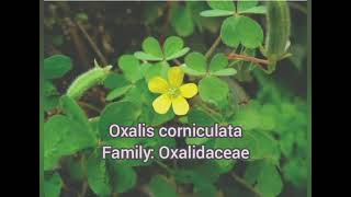 Common plants Oxalis corniculata আমরুল ।। Family Oxalidaceae [upl. by Ariec708]