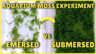 Best Way to Grow Aquarium Moss  Experiment [upl. by Brien]