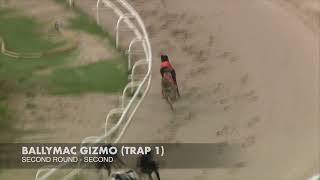 BALLYMAC GIZMO Trap 2 GreyhoundDerby2024 Road to the Final [upl. by Nilsoj]