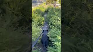 Great hike at honker lake trail nature lake lakelife pitbull explore sunday hikekentucky [upl. by Adnilreh]