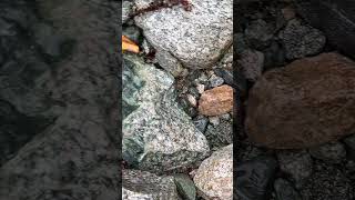 unakite greengranite granite volcano stone asmr rockhunting rockhounding rock prospecting [upl. by Griswold]