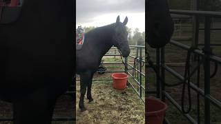 Riding working Spirit in a Natural Horsemanship clinic💗 friesianhorse warmblood blackhorse [upl. by Sheppard]