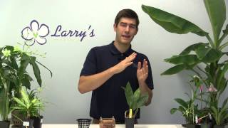 How To Grow Stanhopia Orchids  Complete Growing Guide [upl. by Ashok]