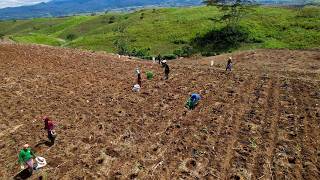 PINAKAMALAKI PINAKA SERYOSO at SCIENTIFIC na AGARWOOD FARMING sa PINAS [upl. by Krock]