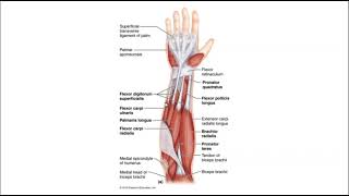 Muscle Anatomy Lab  Muscles of the Antebrachium [upl. by Eehc]