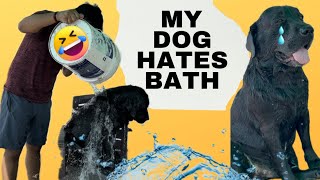 My Dog Hates Bath doglover trending [upl. by Kung708]